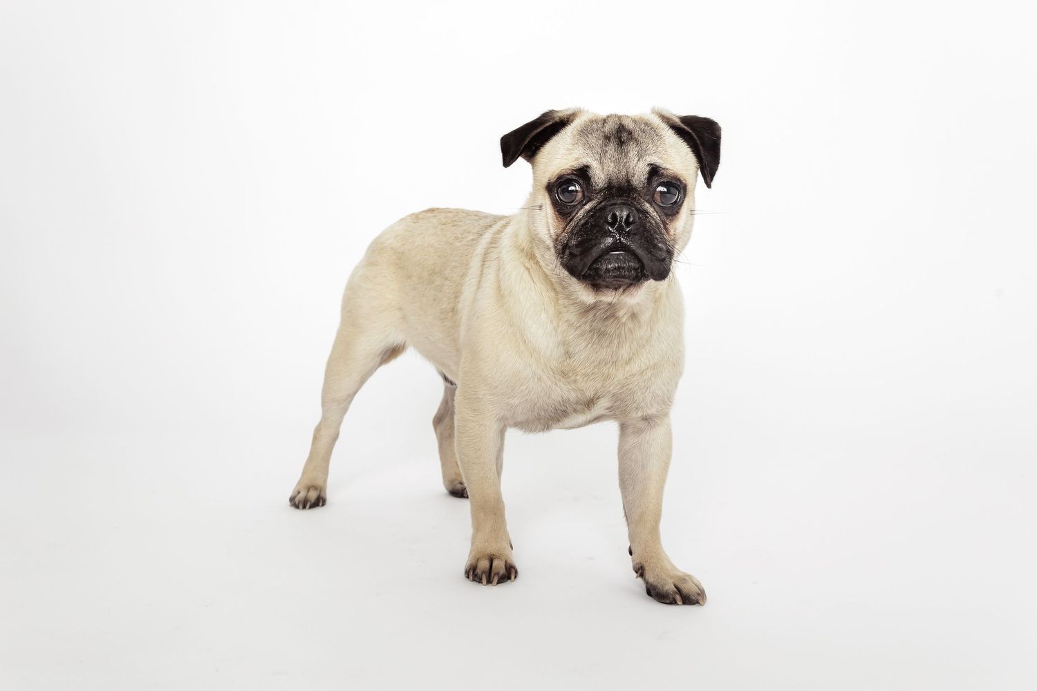 Pug dog sitting on white background with reflective surface and black shadows beneath.