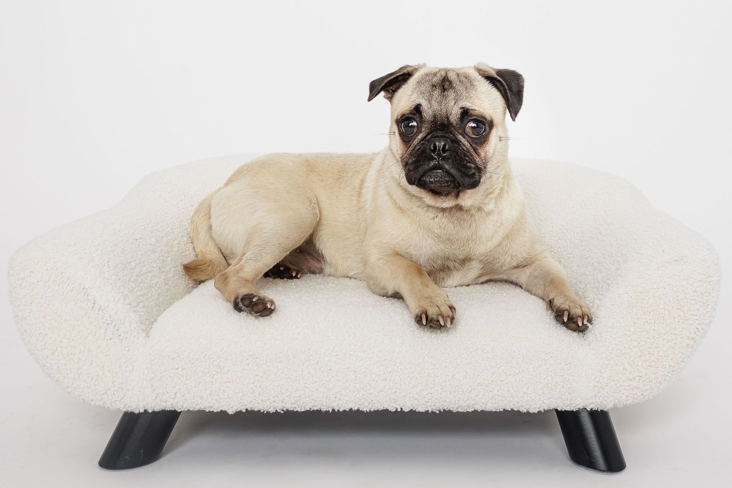 A tan pug dog lying comfortably on a white plush cushioned bench shows a relaxed pose.