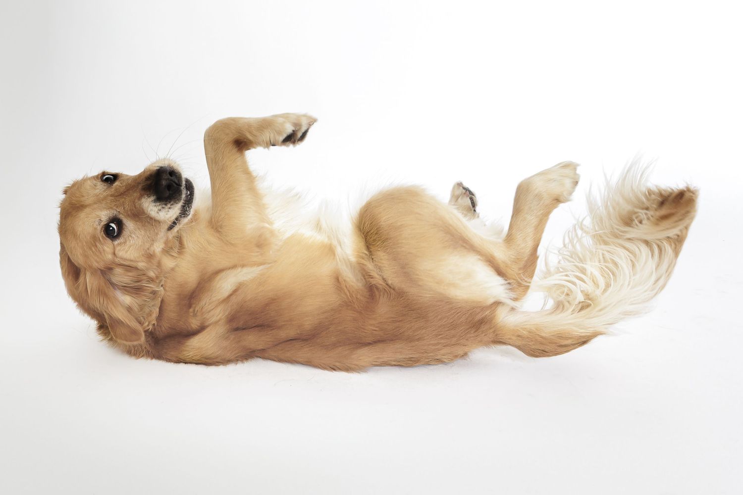 A golden retriever puppy lies playfully on its back showing its belly in multiple sequential poses.