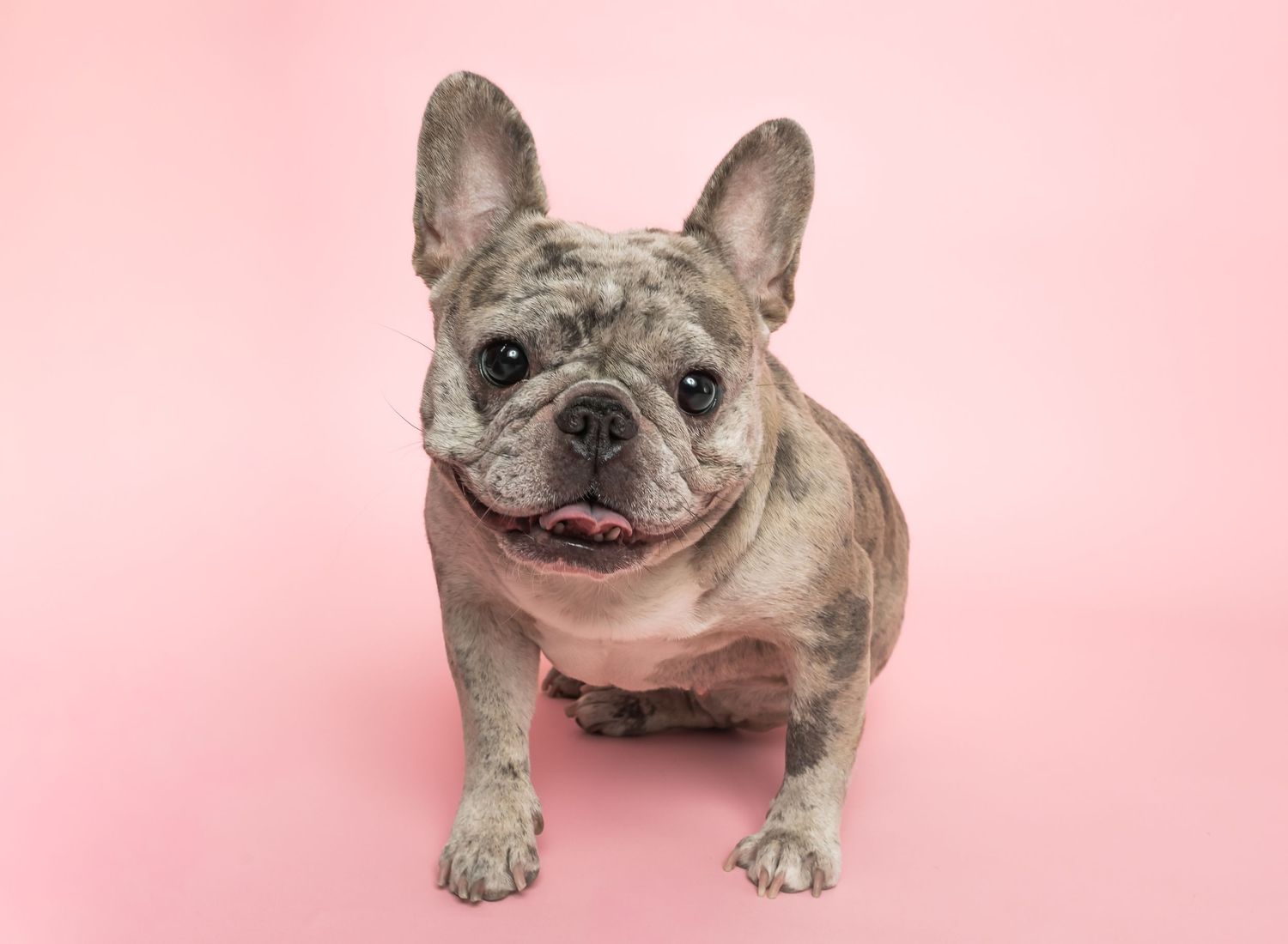 Happy French Bulldog sitting and smiling against pink background in a photo series showing multiple angles.