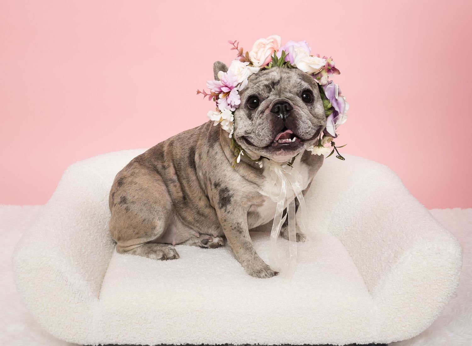 English bulldog wearing festive Christmas lights against pink background creates whimsical holiday portrait series.