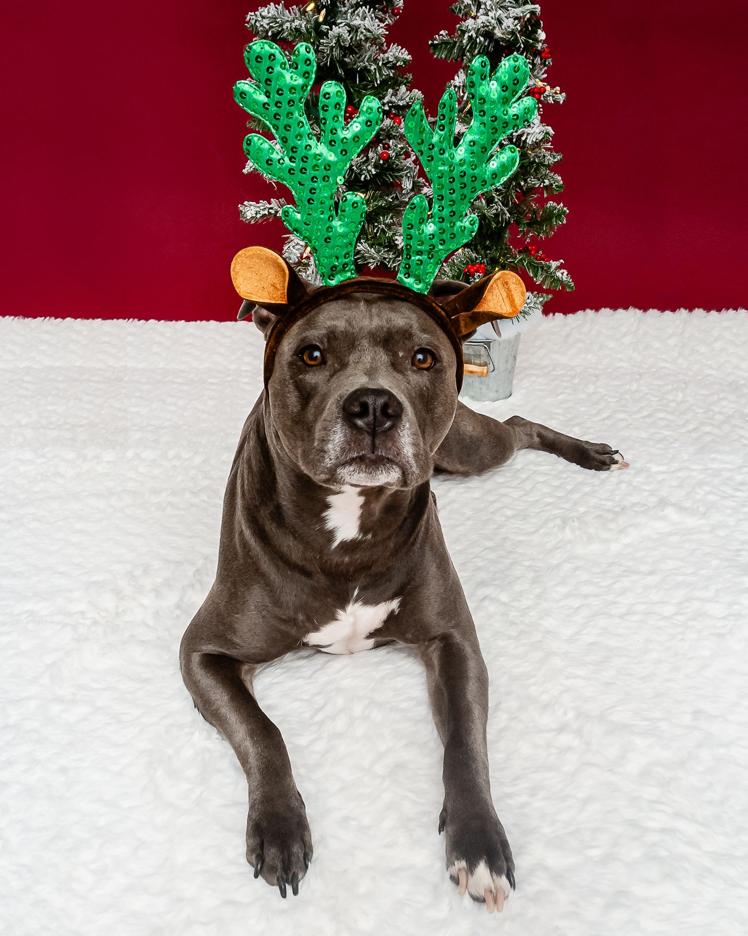 A gray pitbull wearing festive green reindeer antlers and bells poses against a red and white holiday background.