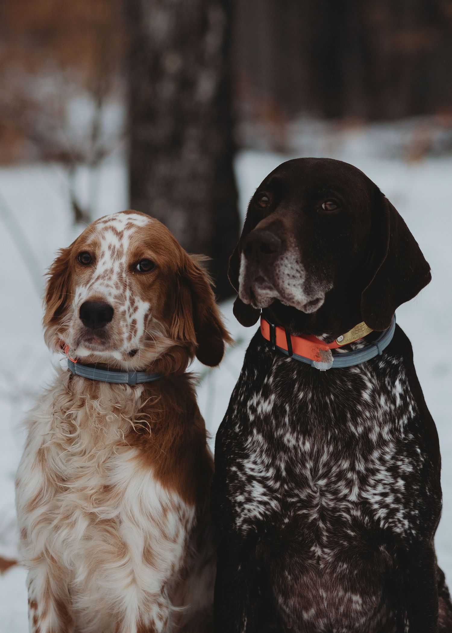 Professional photo of two dogs