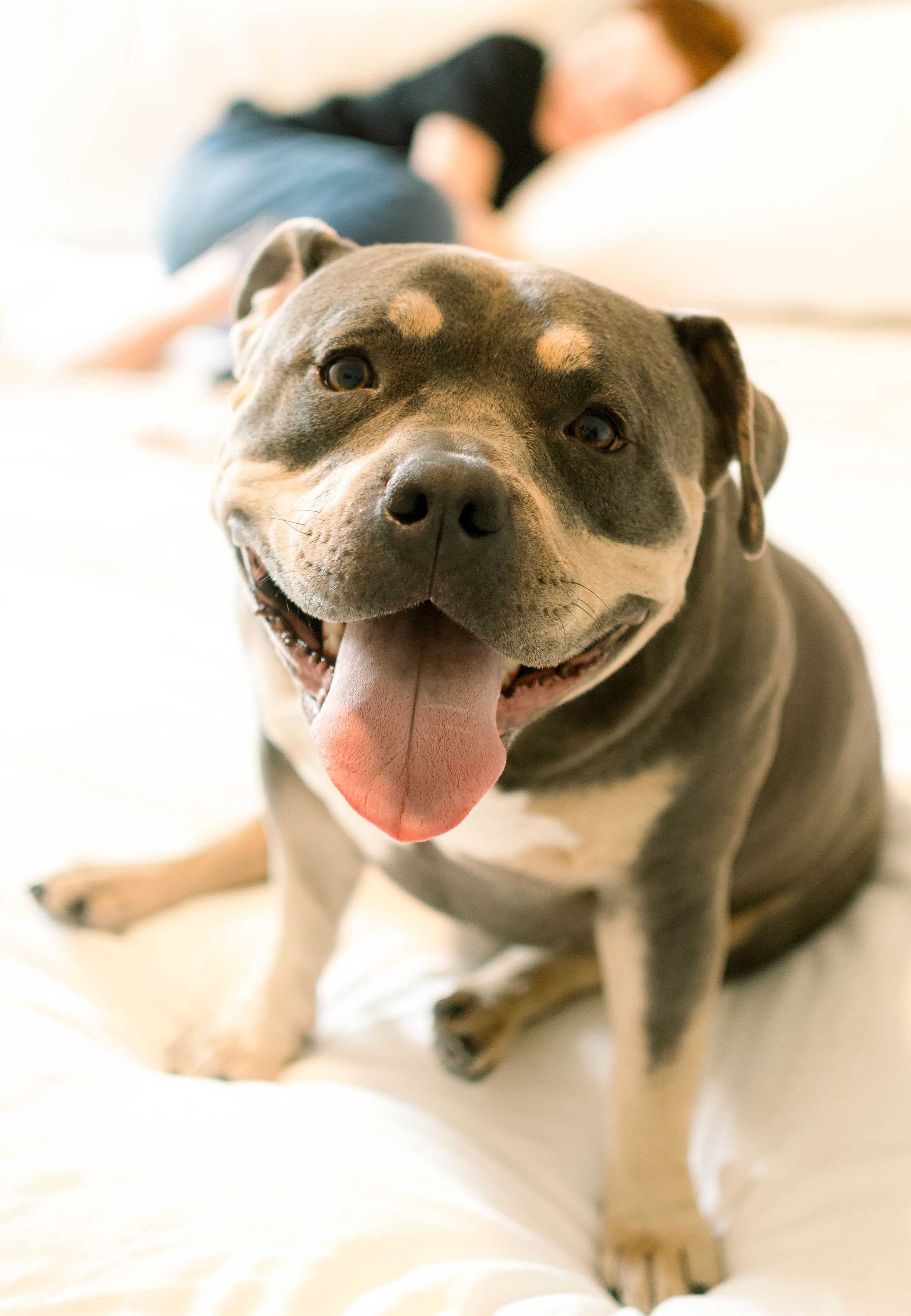 Three close-up shots of a smiling gray pit bull with soft lighting against a light background create a heartwarming portrait.