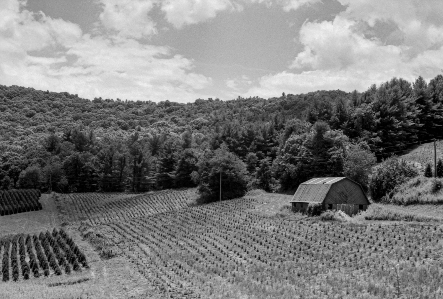 Tree farm