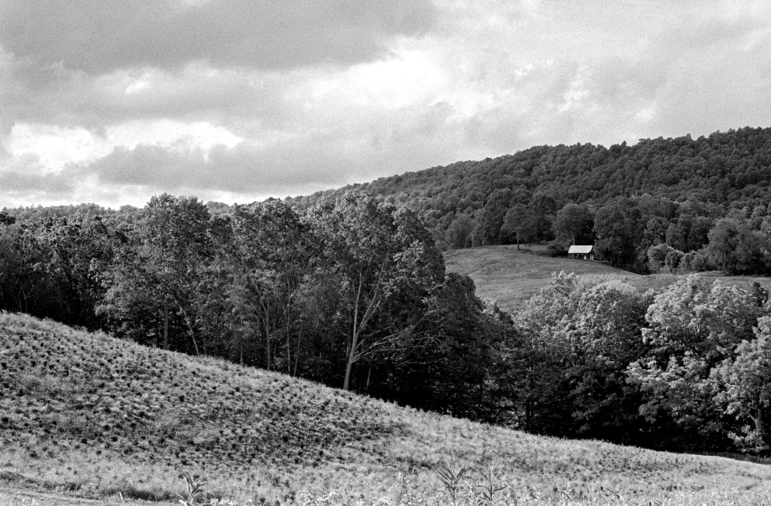 Vista