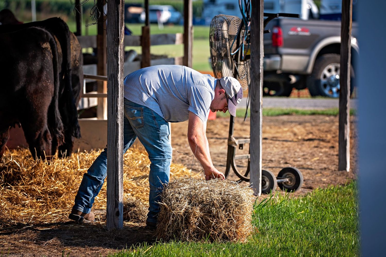 A series of connected photos showing children with their livestock at a Jersey County Fair agricultural competition.
