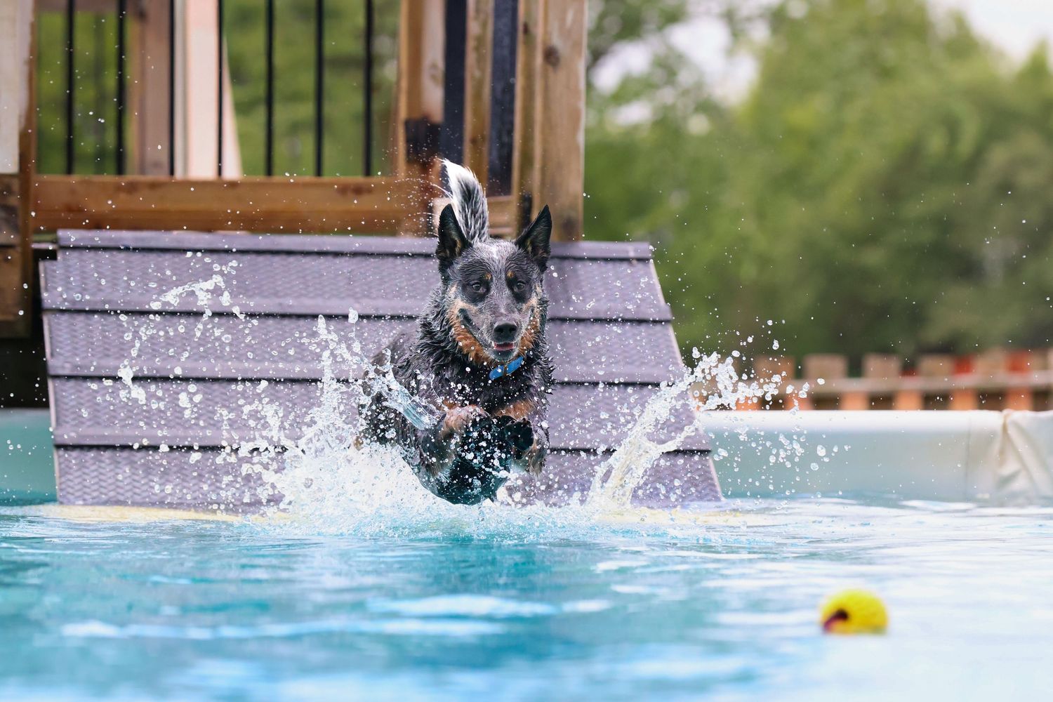 dog dock diving