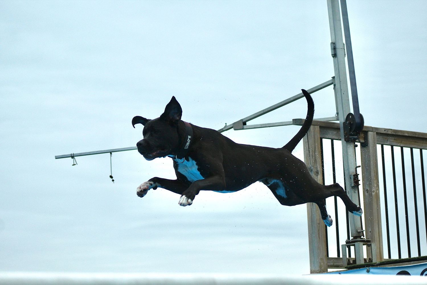 dog dock diving