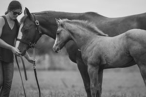 EQUINE PROMOS BY JADE MADE