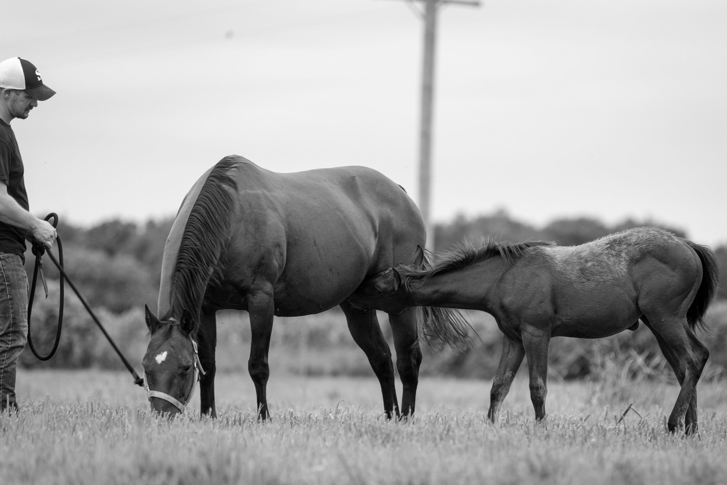 Black and white vintage photograph showing horses grazing in a field with a rider visible in the corner.