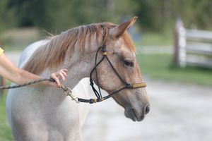 EQUINE PROMOS BY JADE MADE