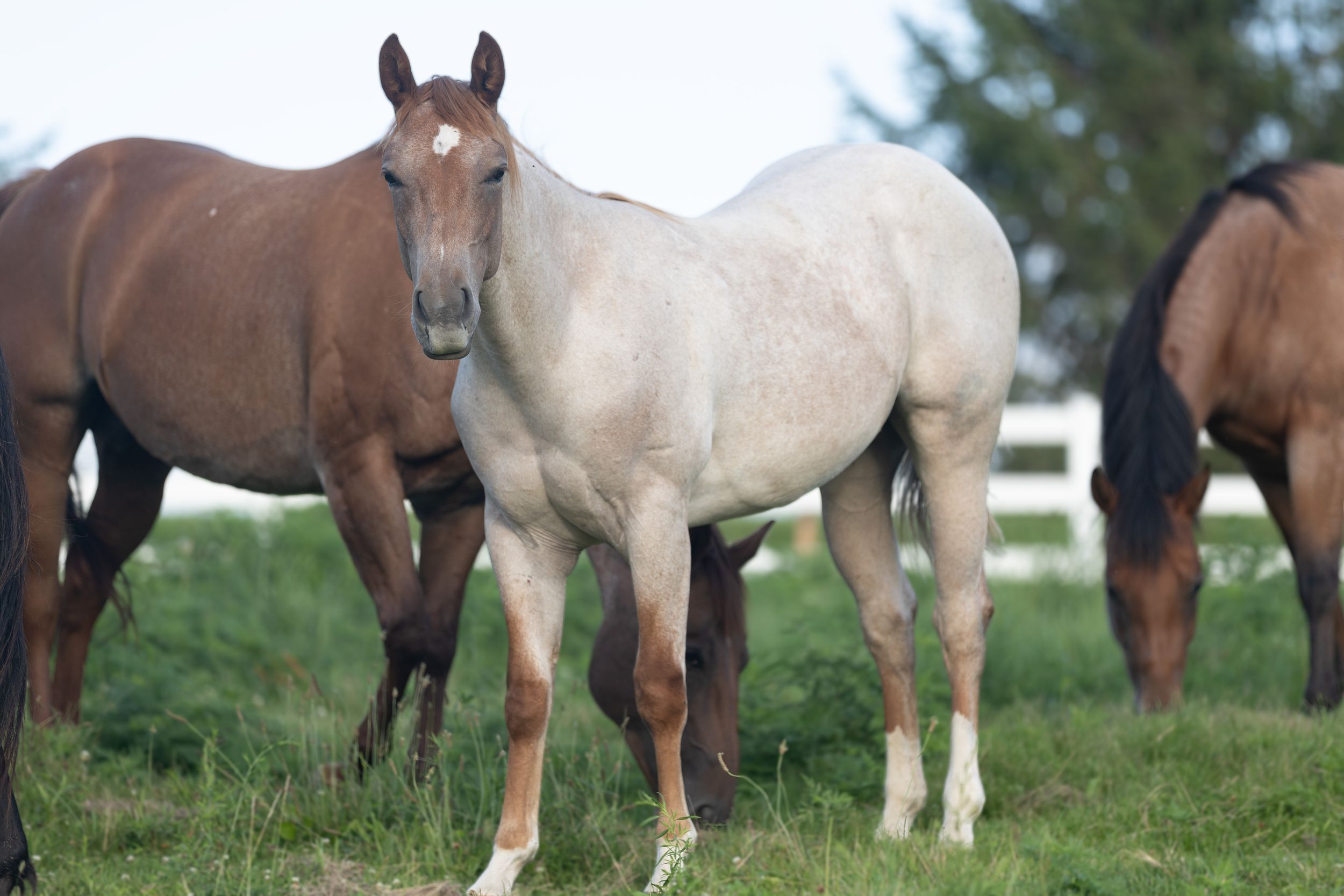 EQUINE PROMOS BY JADE MADE