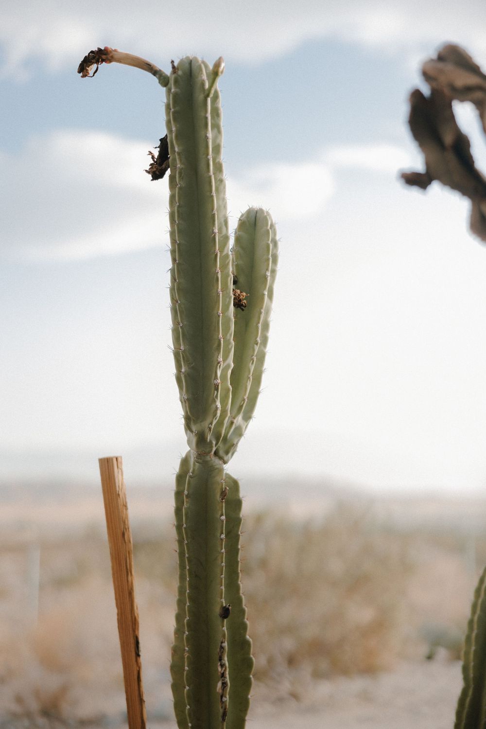 Tall green columnar cactus growing in desert landscape with dry wooden stake beside it against cloudy sky.