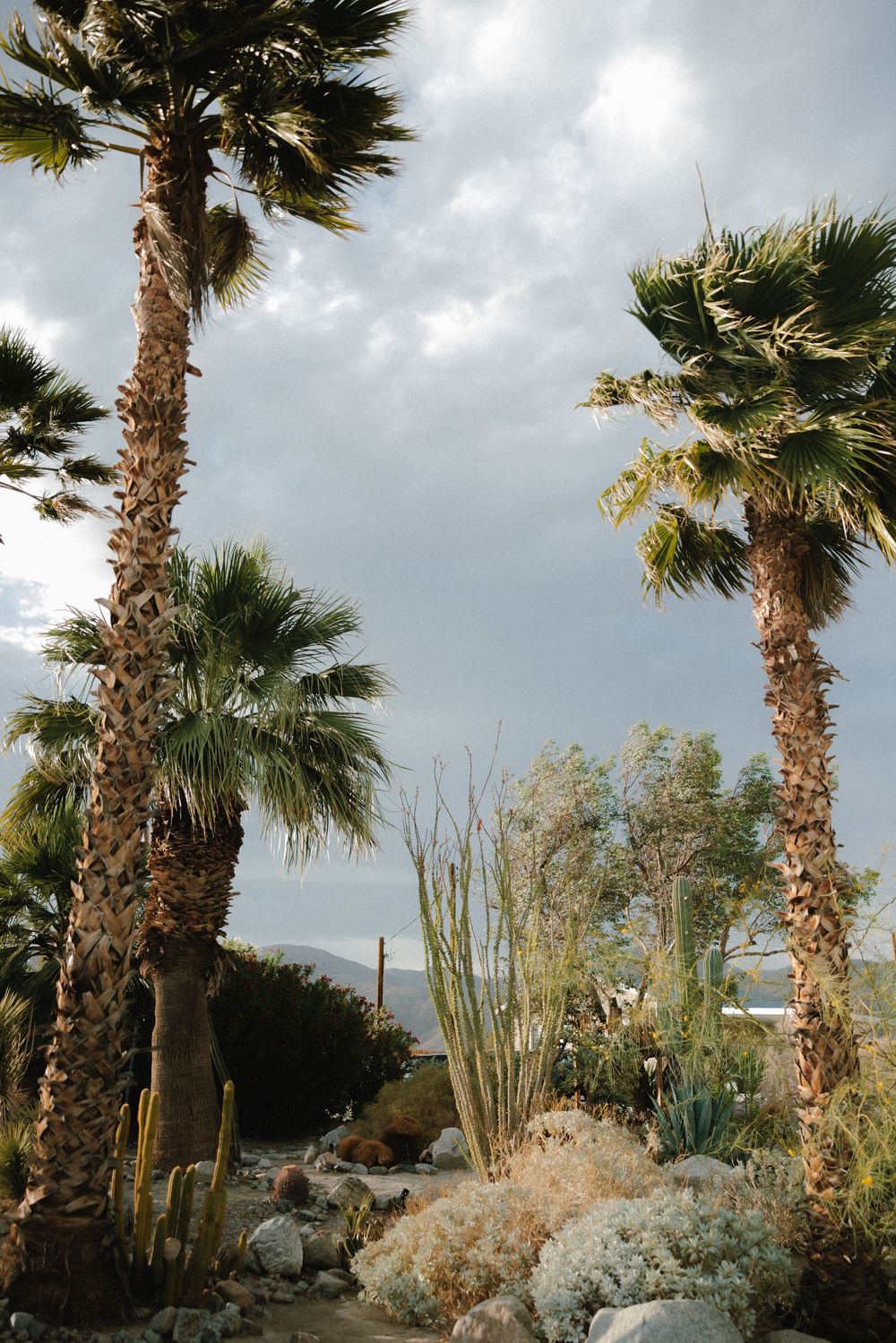 Tall palm trees and desert plants line a cloudy landscape with soft lighting and dramatic sky.