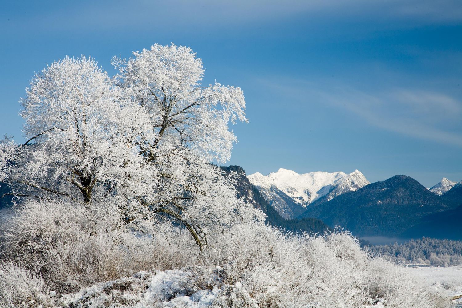 Pitt River, Pitt Lake, Pitt Meadows, British Columbia