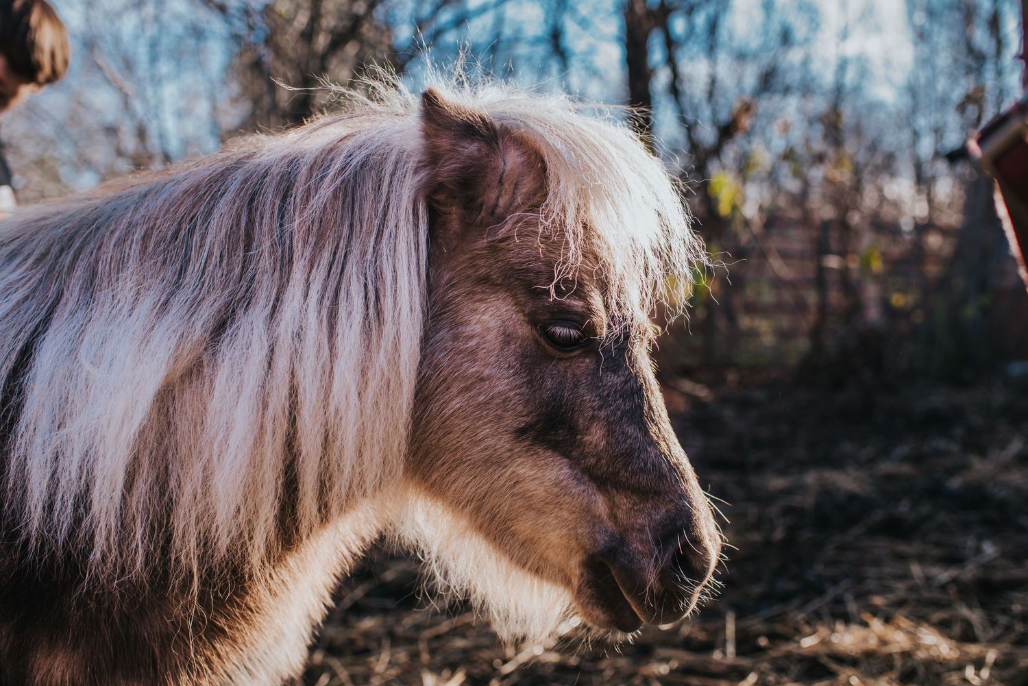 Brown mini horse with white mane.