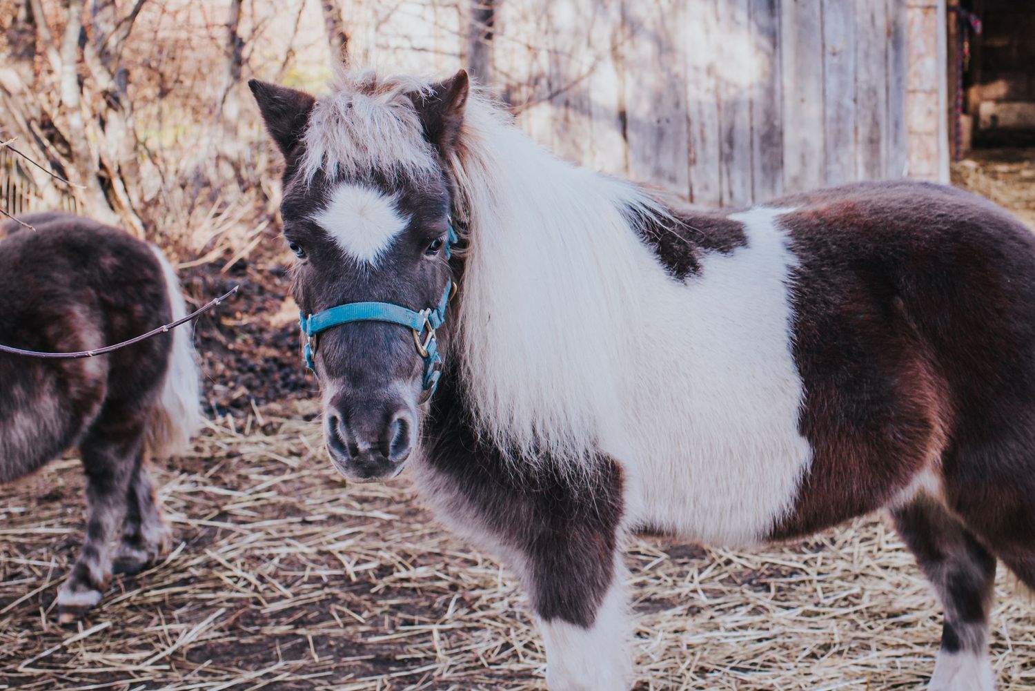 A white and brown mini horse looks toward the camera.