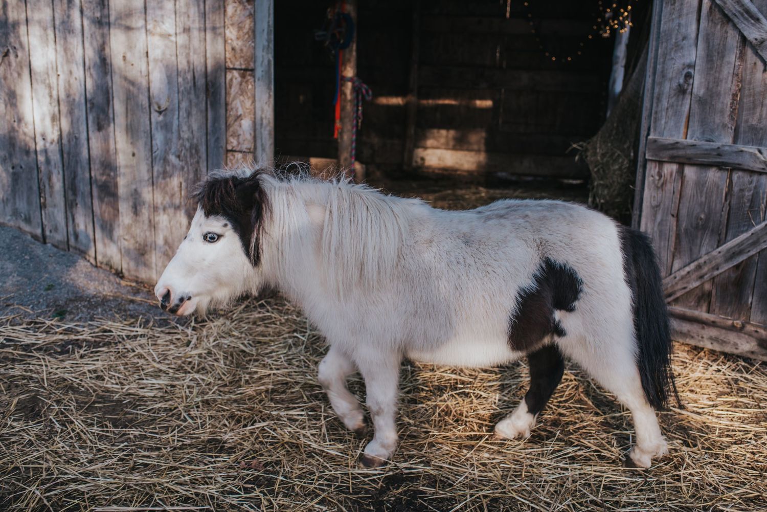 A white mini horse with brown dapples on her head and back end stands sideways to the camera.