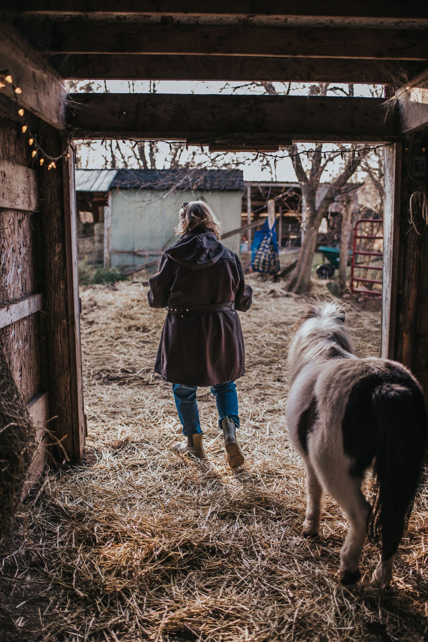 A woman walks out of a stable as a mini horse follows her out.