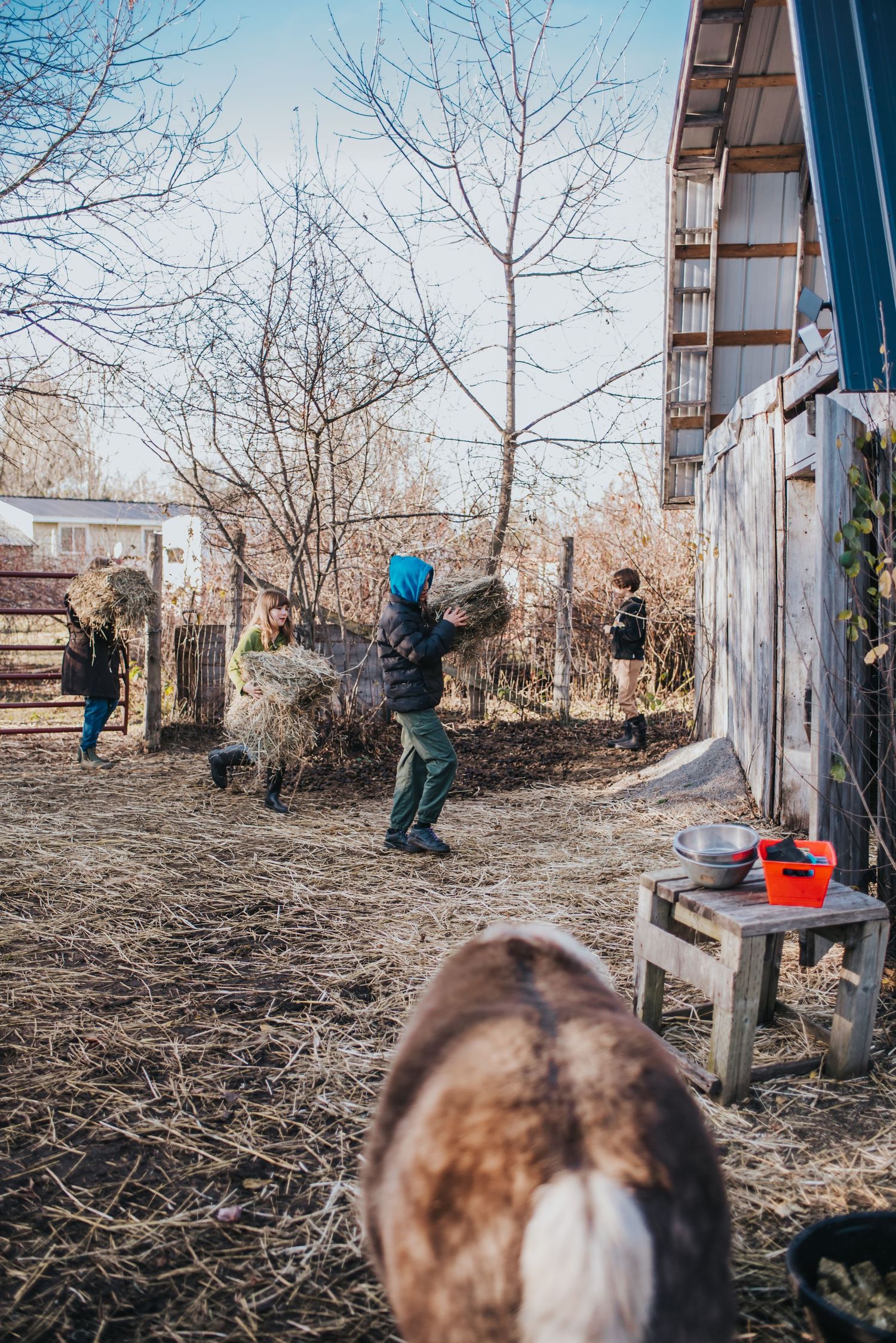 A young teen in a hoodie carries hay to a barn for some mini horses to eat.