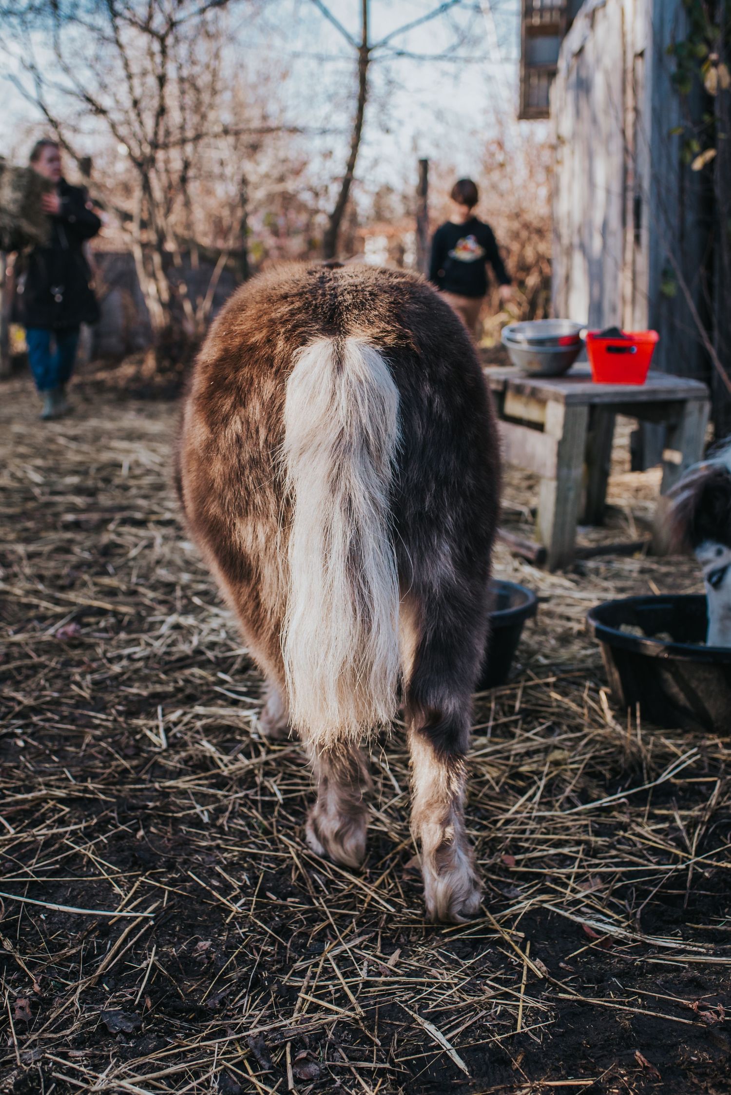 Back end of a brown mini horse with a white tail.