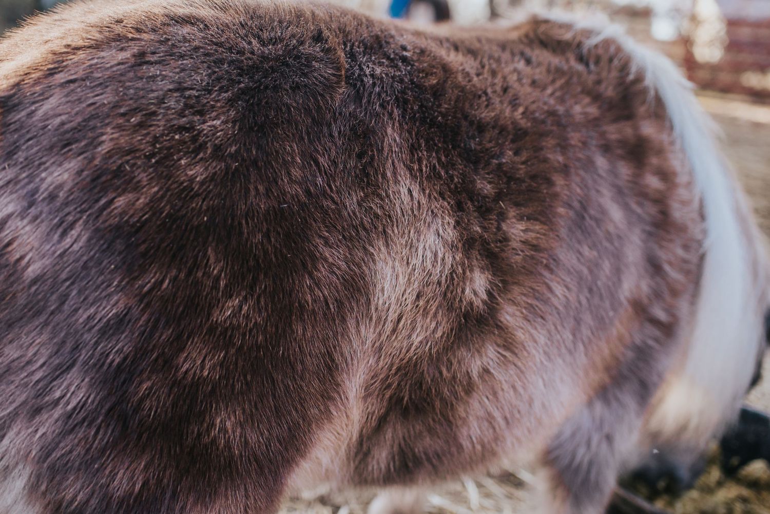 Brown dappled fur of a brown mini horse.