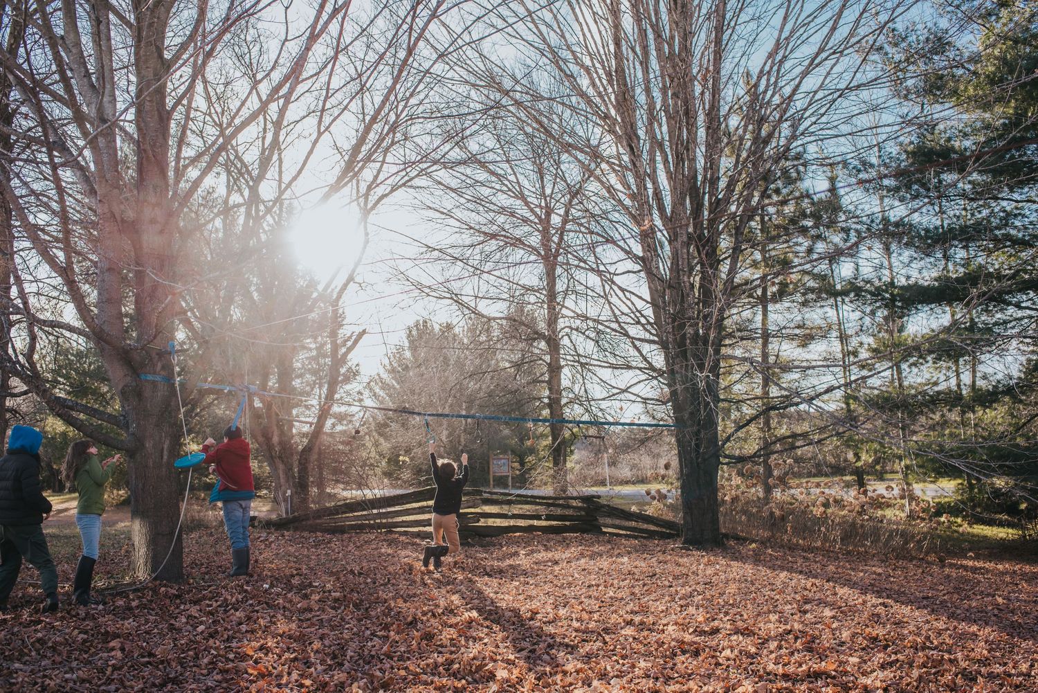 Sun shines through fall bare trees as a group of children play in the leaves.