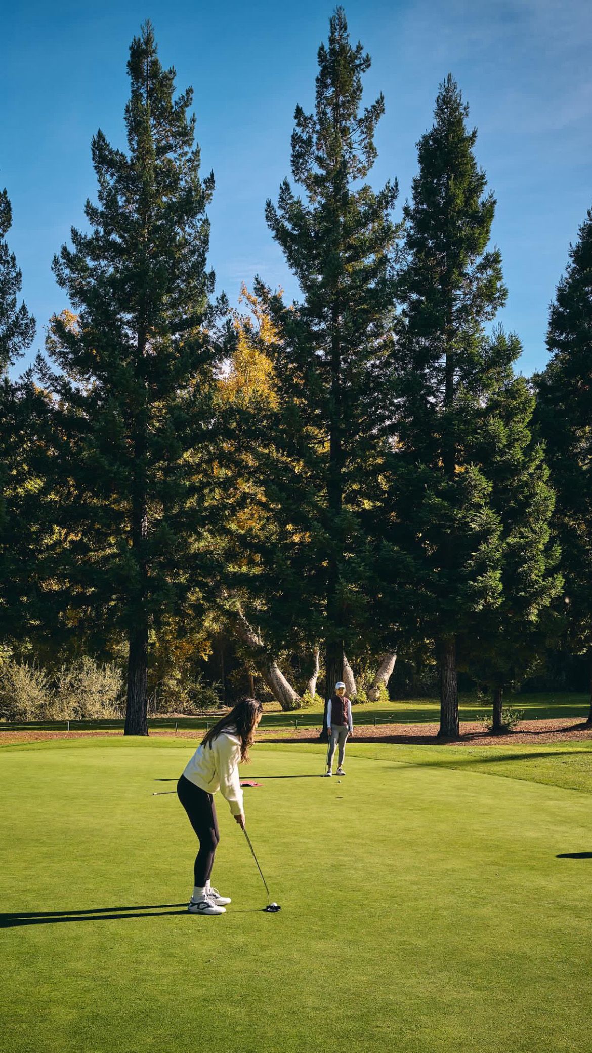 Players practicing putting on a golf green surrounded by tall evergreen trees.