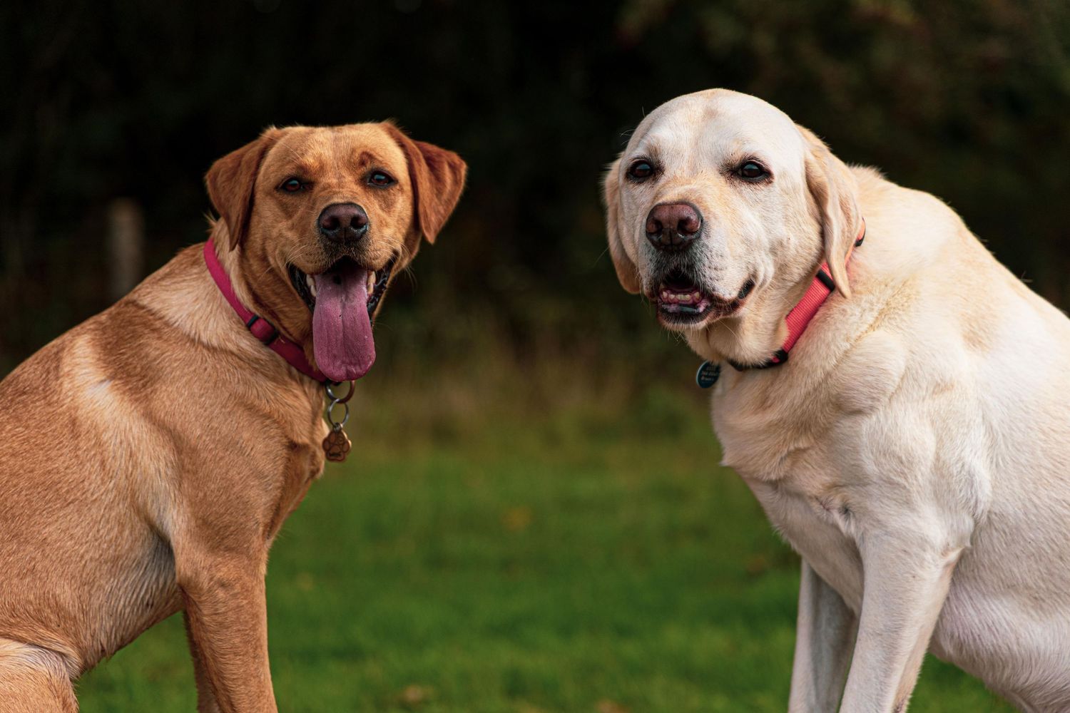 Golden Labrador and Brown Labrador Ditchling common posing from Beautiful Pet Portraits