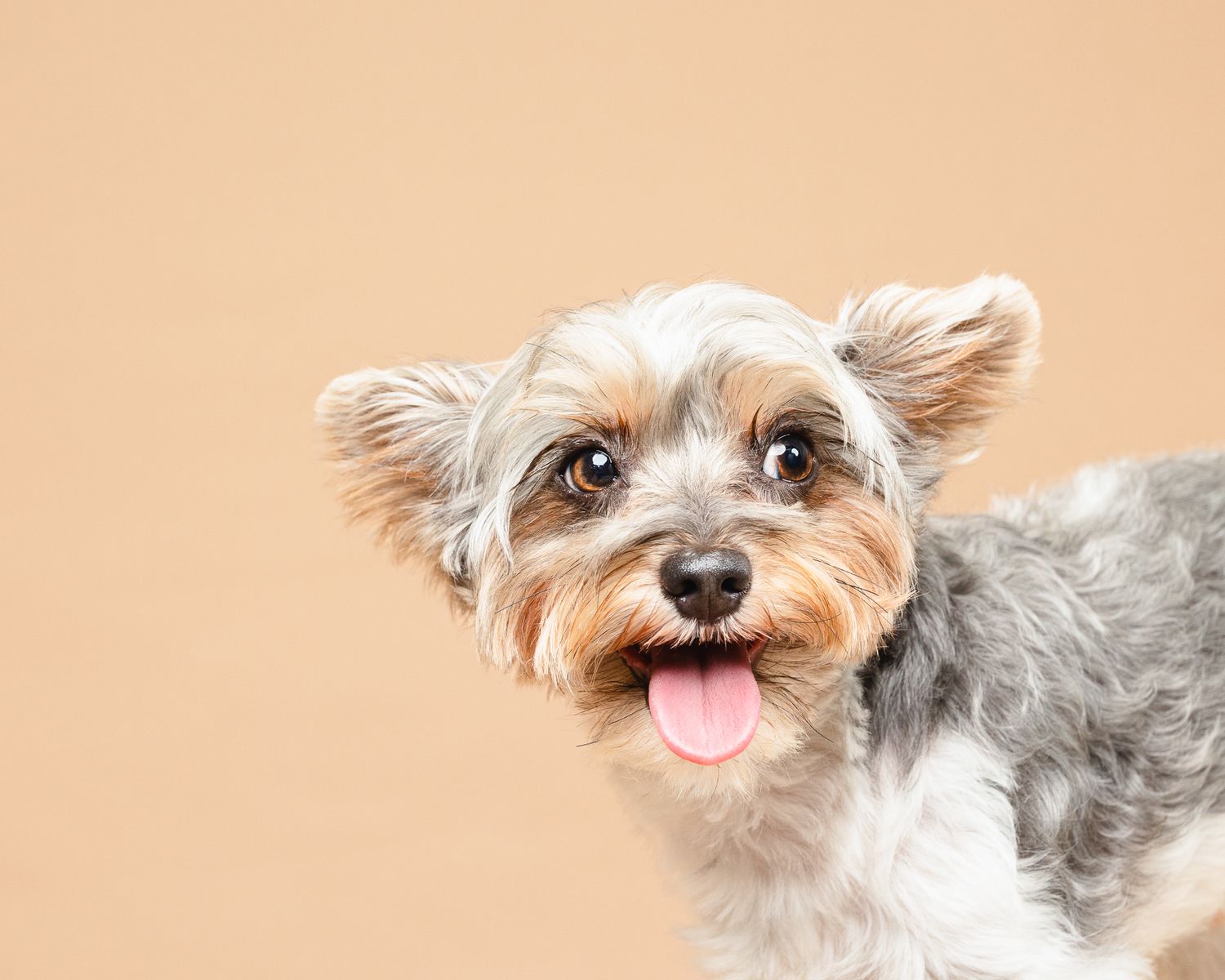 NJ Pet Studio Photography