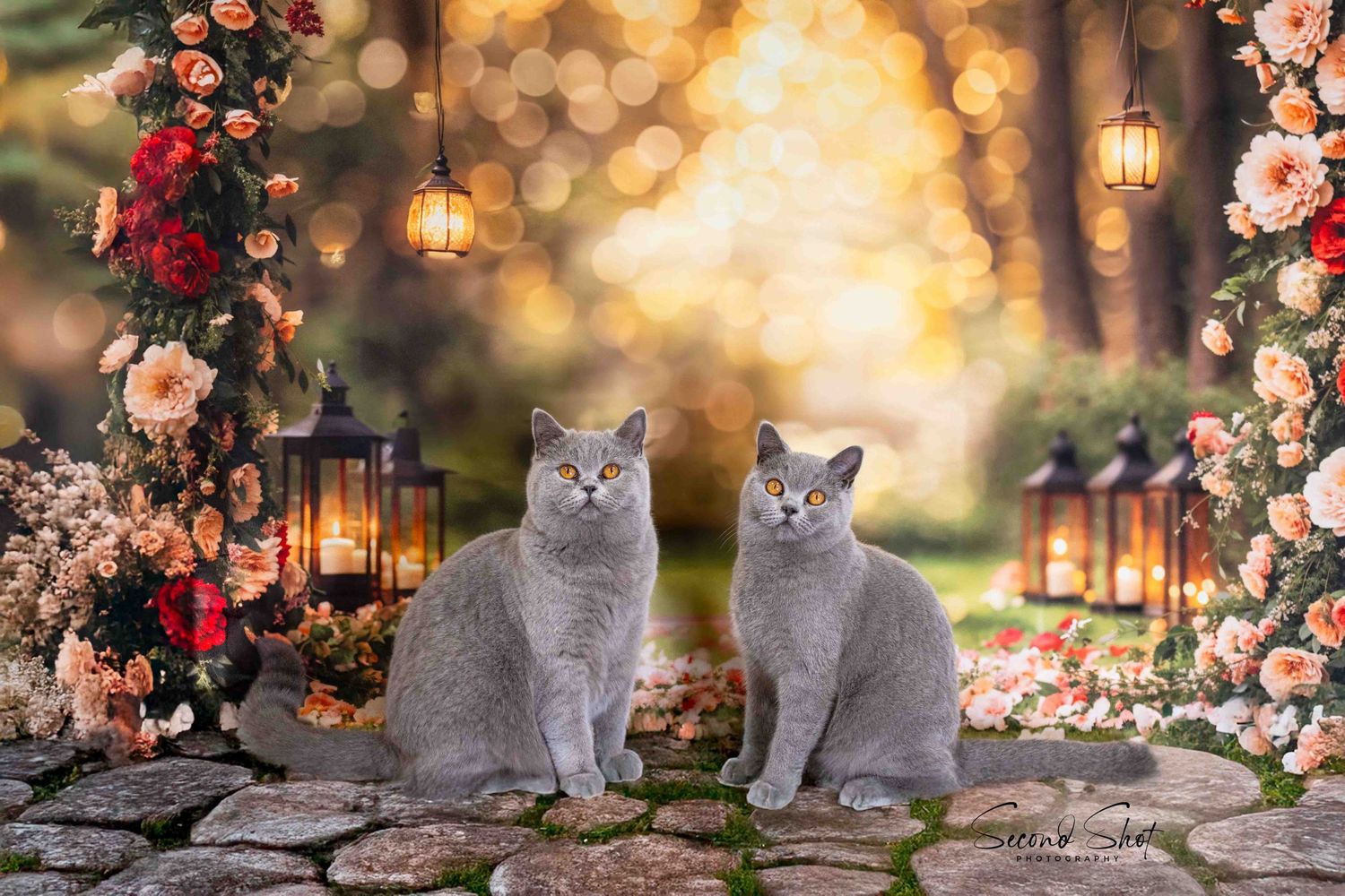 Chocolate bi-color british shorthair
