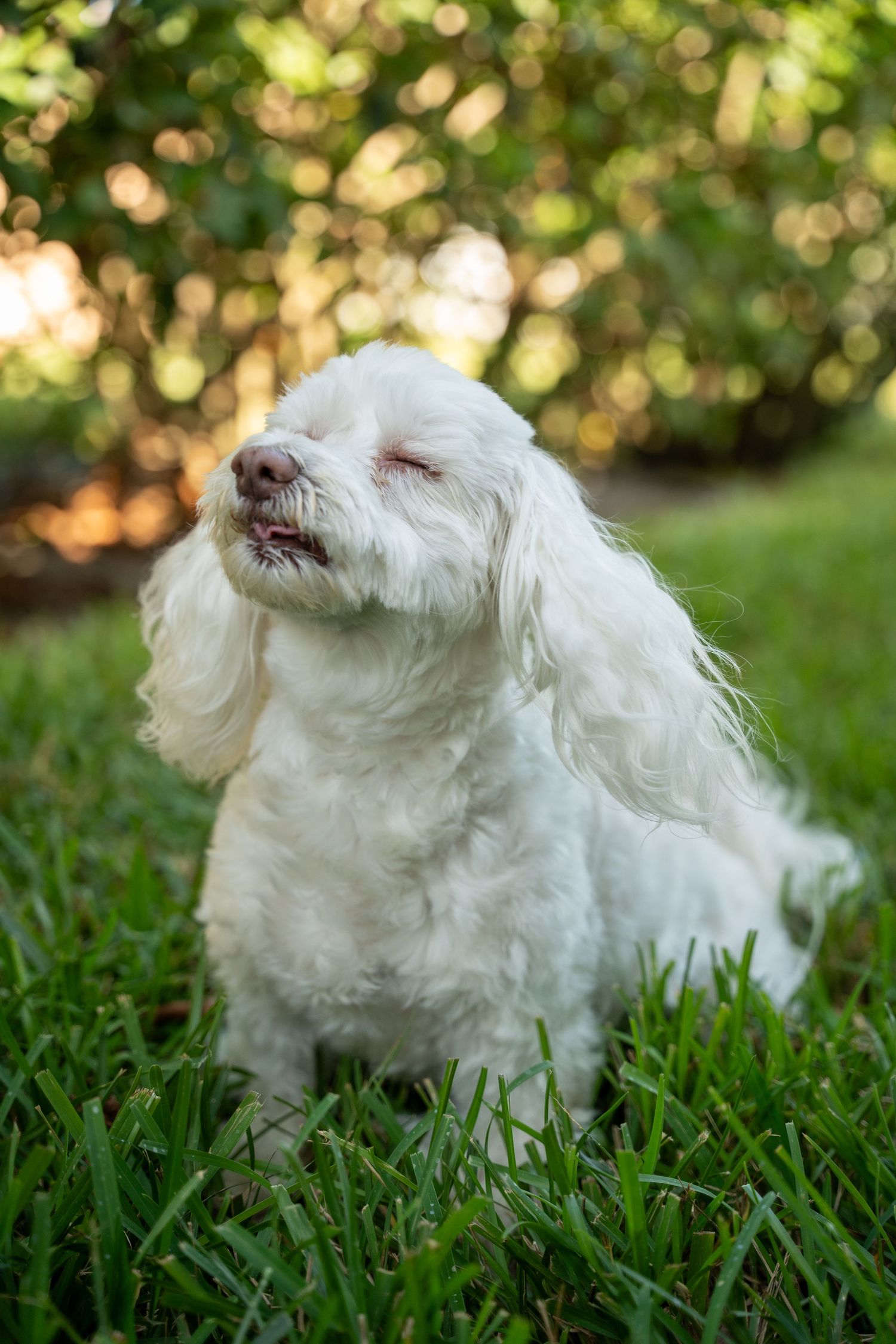 pet portrait