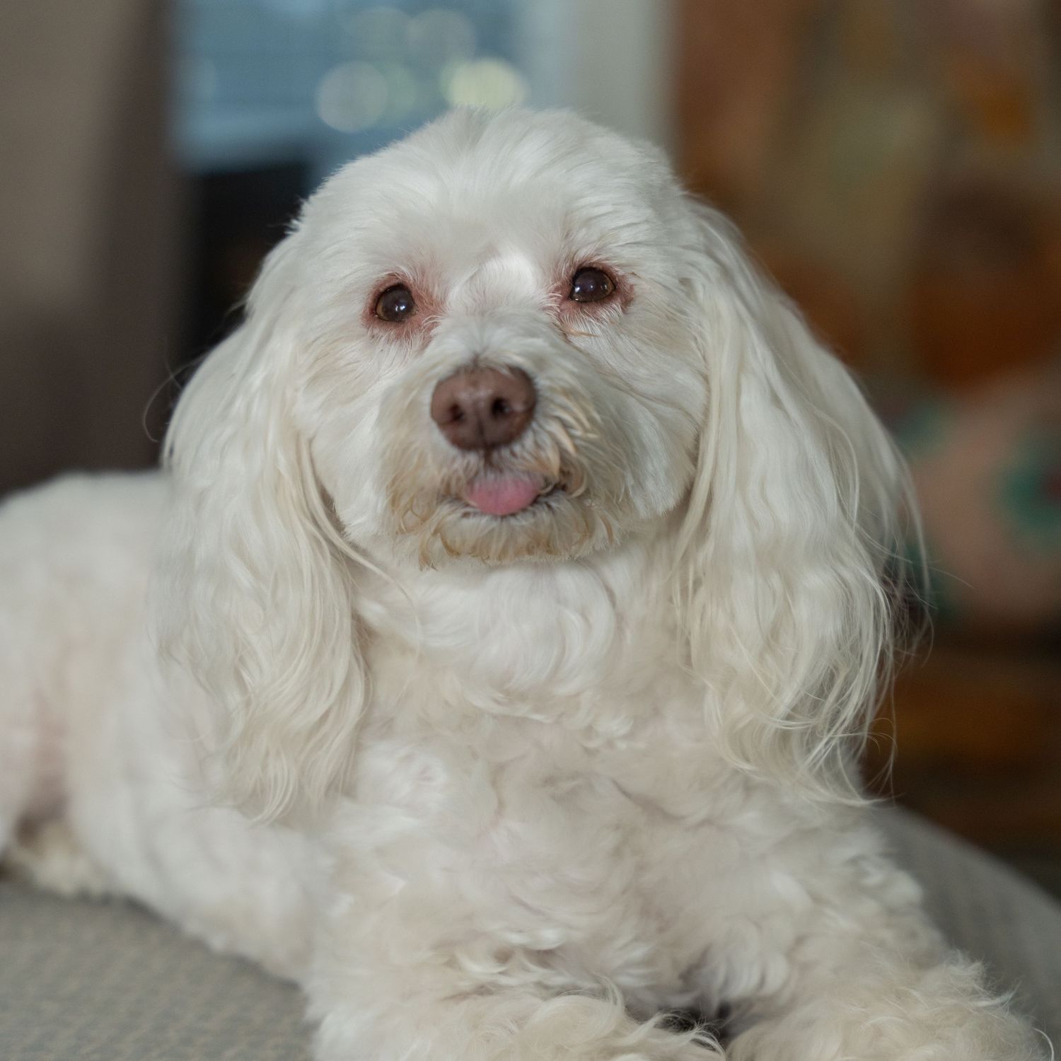 pet portrait