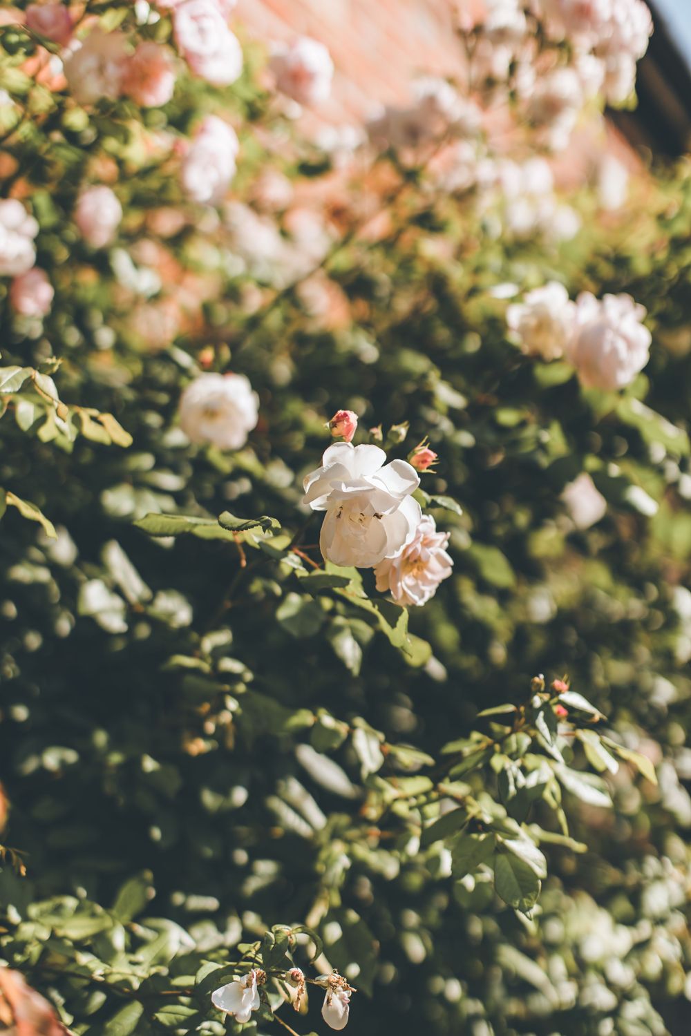 Delicate white roses blooming on green bushes in soft natural light.