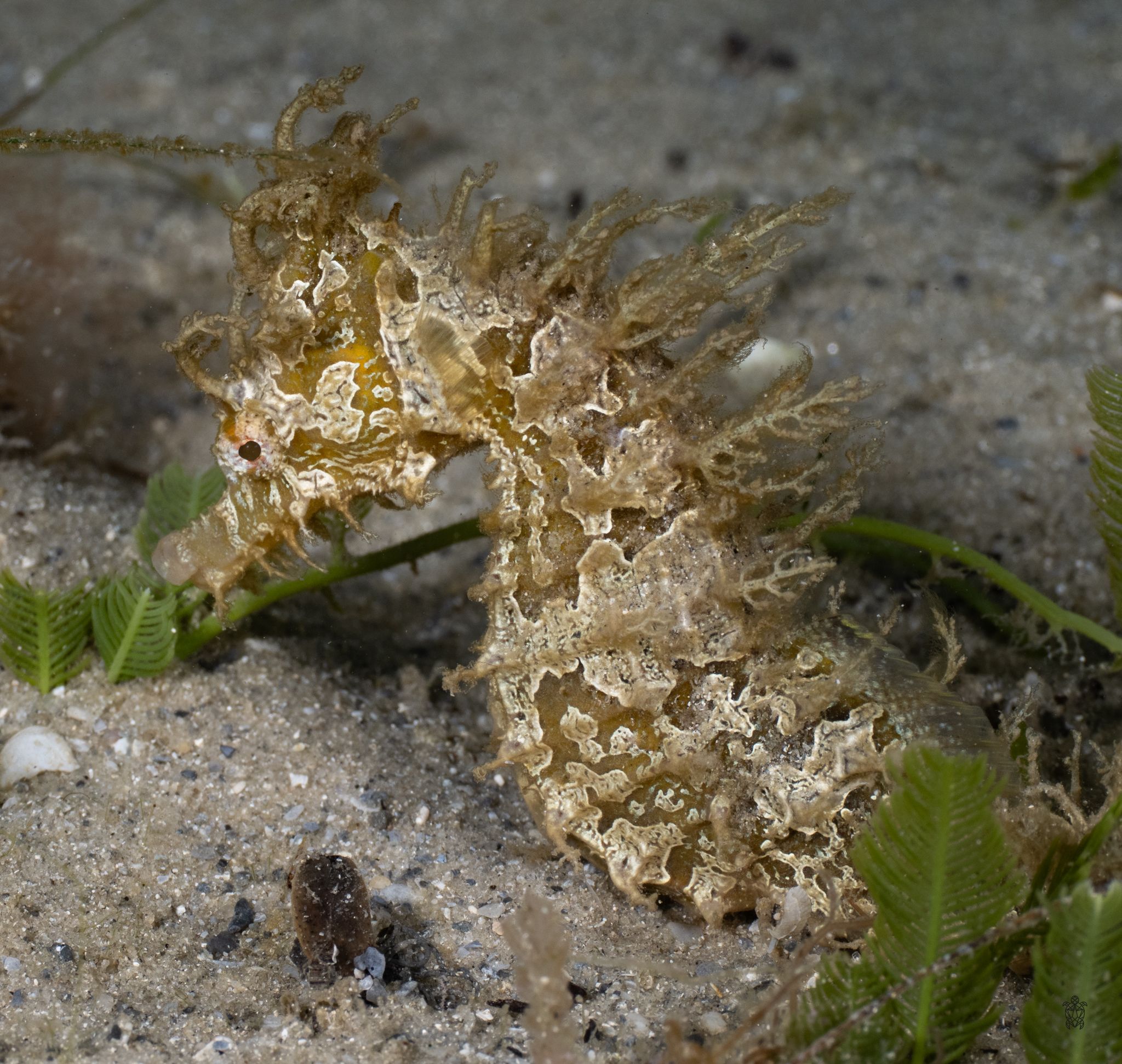 A well-camouflaged seahorse blends into its sandy marine environment.