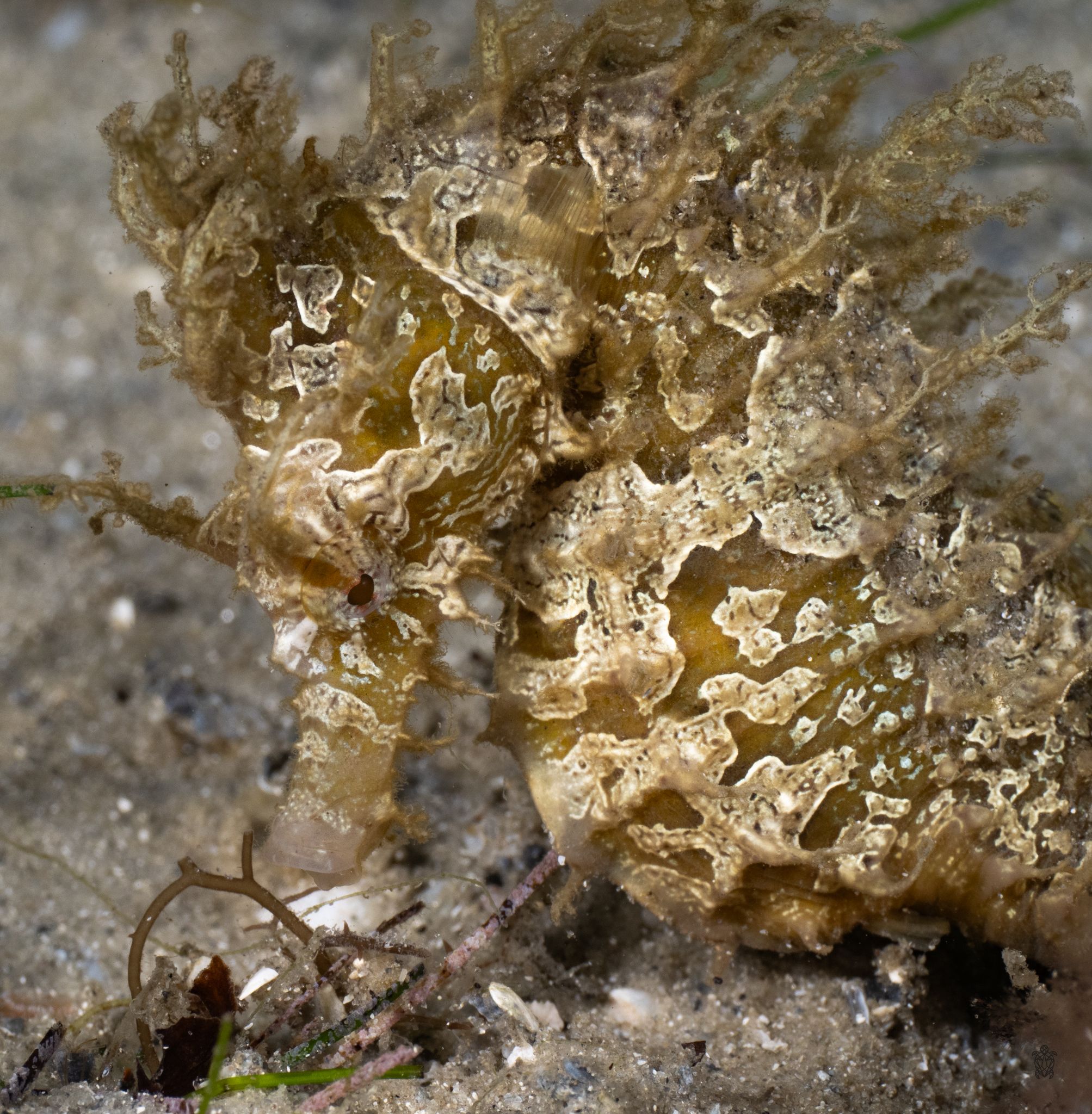 Close-up of a delicate seahorse showing intricate textured patterns against sand.