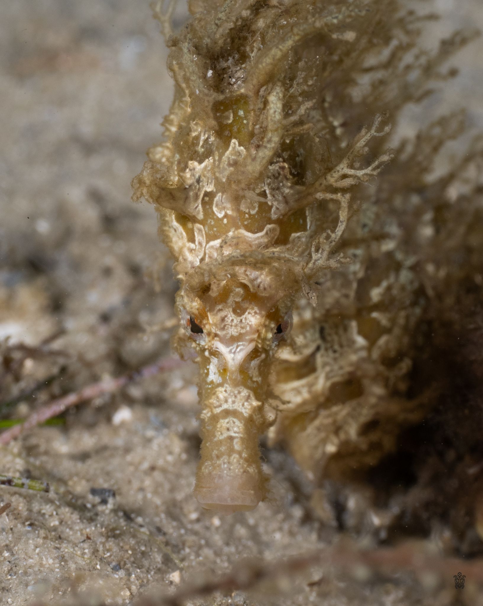 Detailed view of a seahorse's head showing its distinctive snout and textured skin.