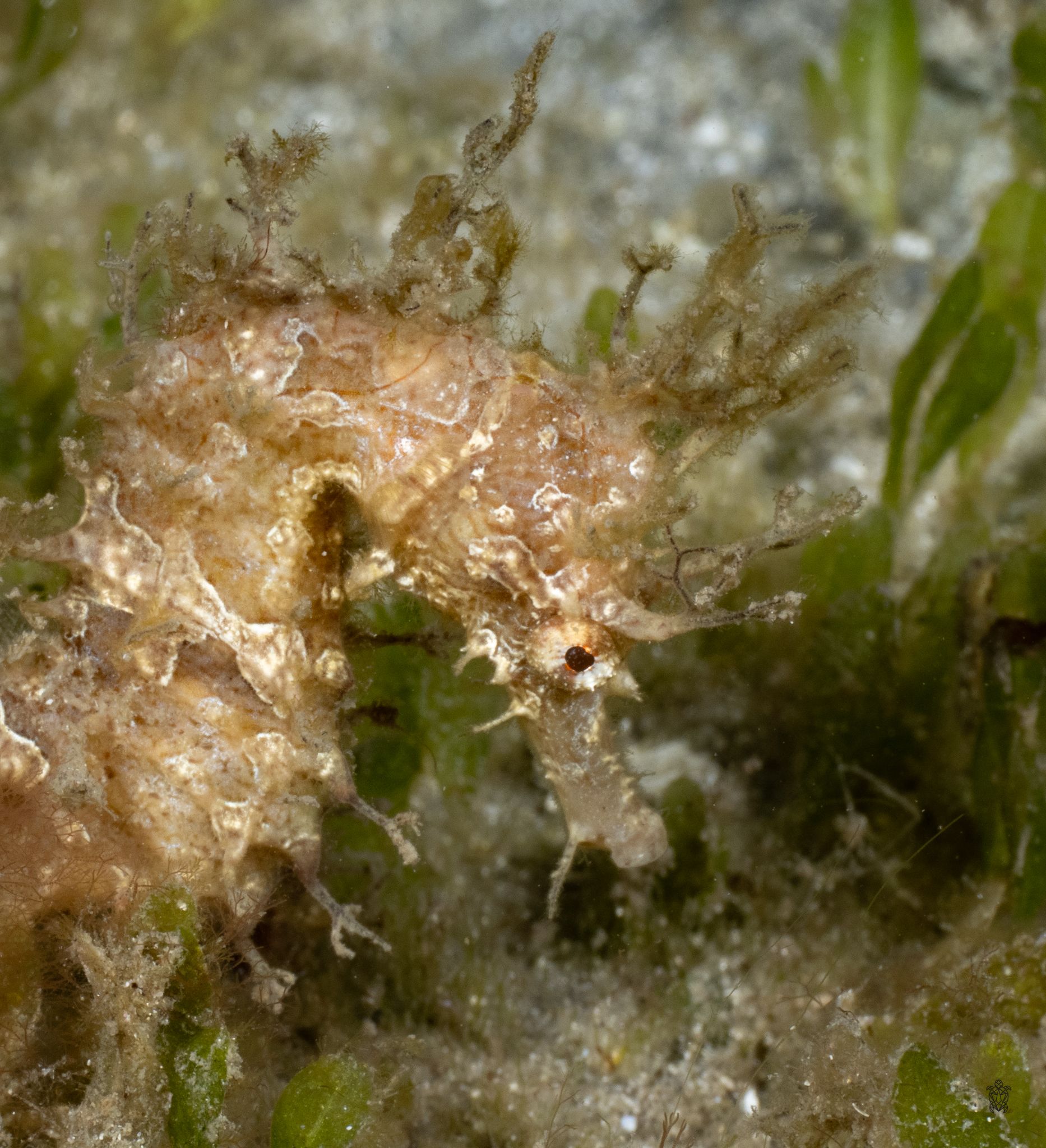 A tan-colored seahorse camouflaged among marine plants on sandy substrate.
