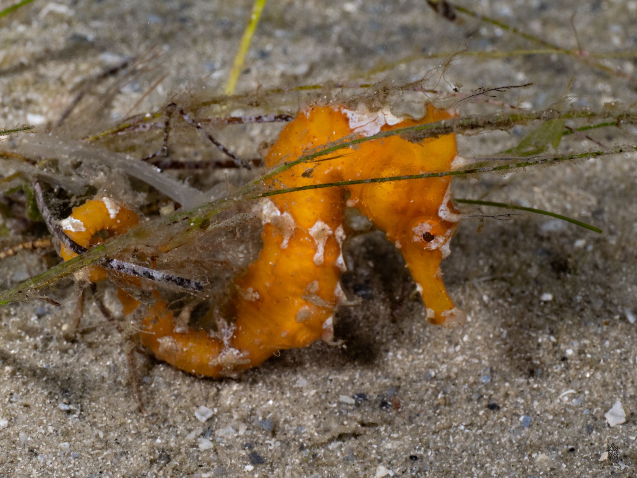 Close-up sequence of an orange nudibranch moving across sandy ocean floor.