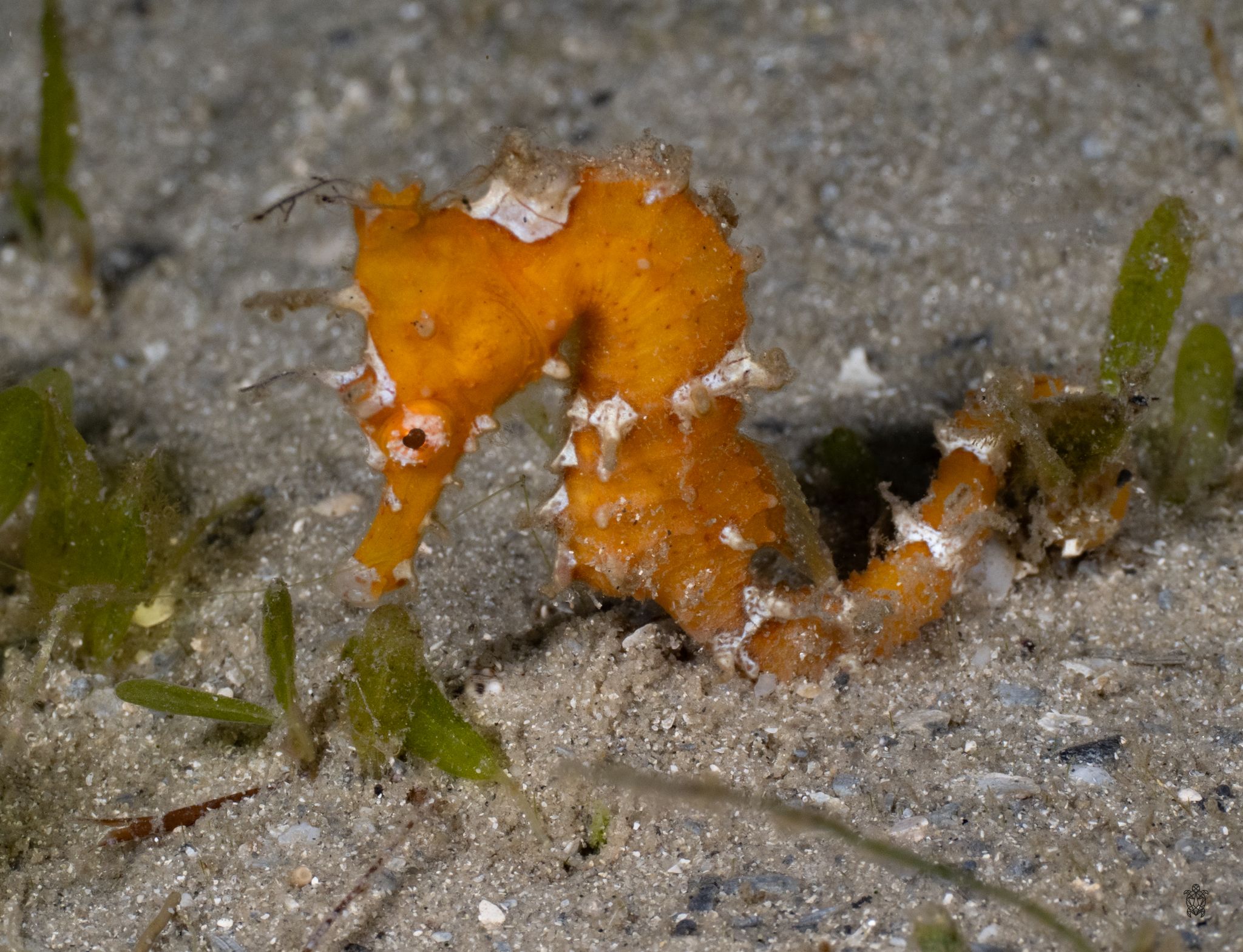 Detailed macro sequence of an orange sea slug navigating among marine algae.