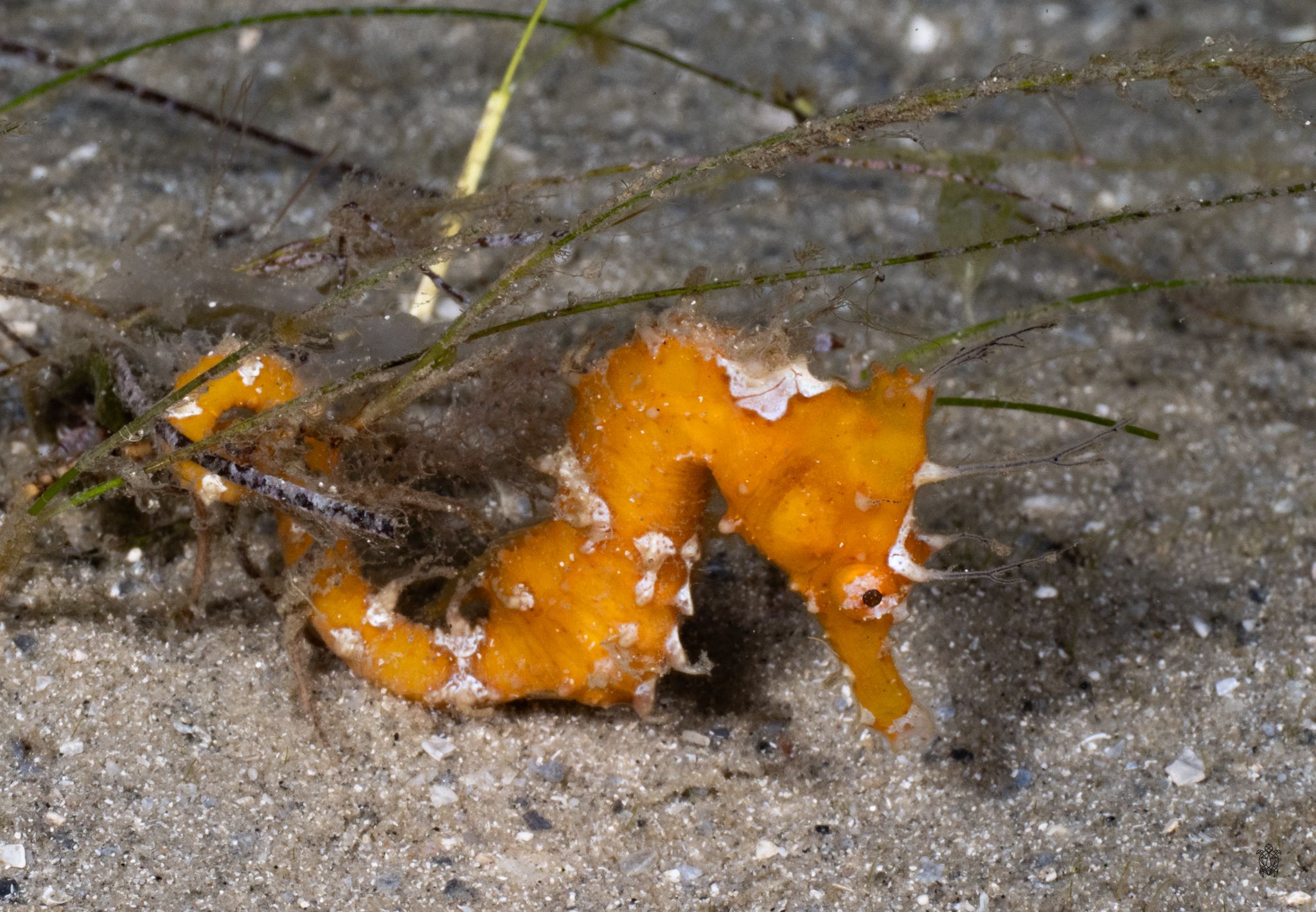 Time-lapse sequence showing orange sea slug's movement across marine substrate.