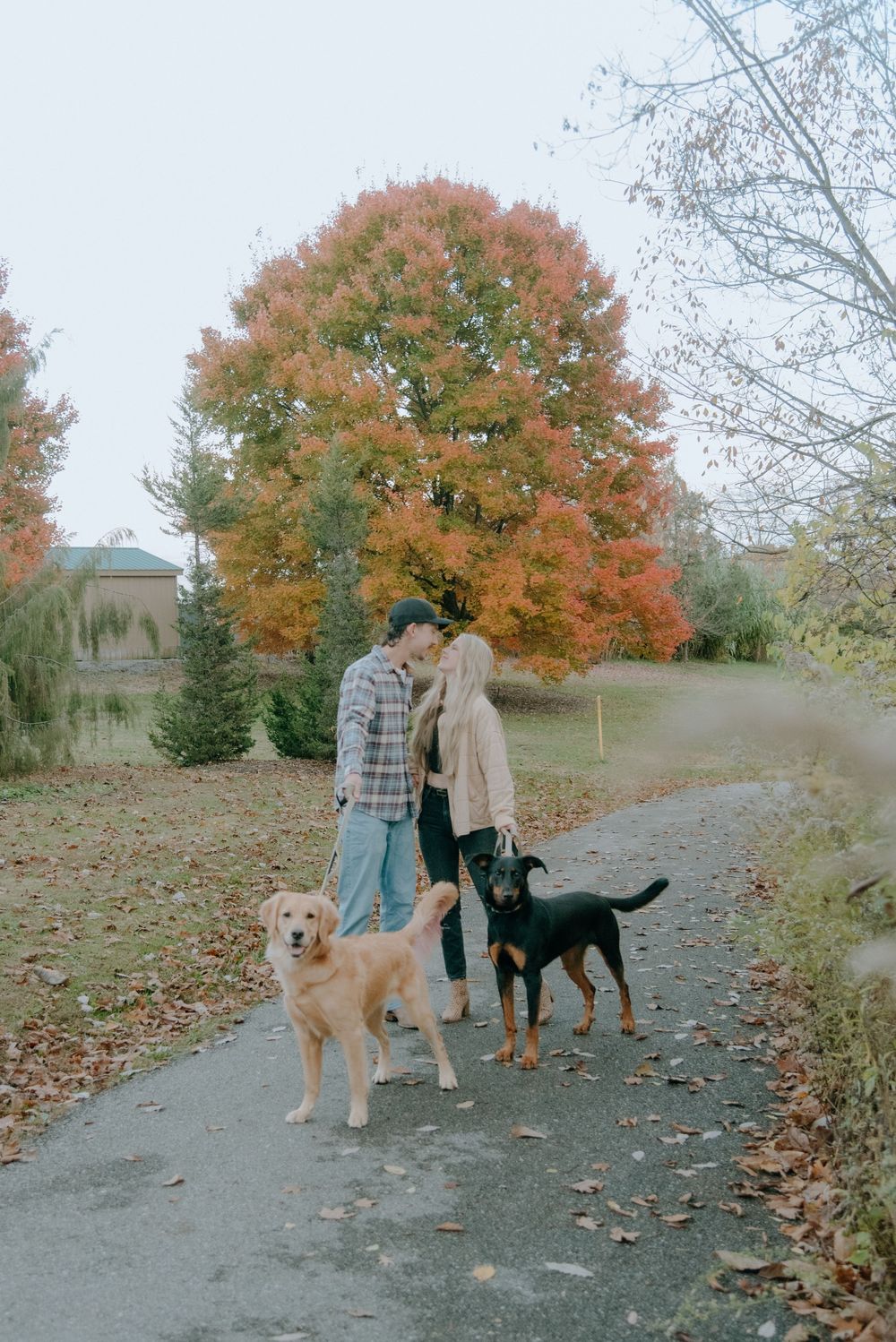 A couple walking their golden retriever and black dog on a path with fall foliage.