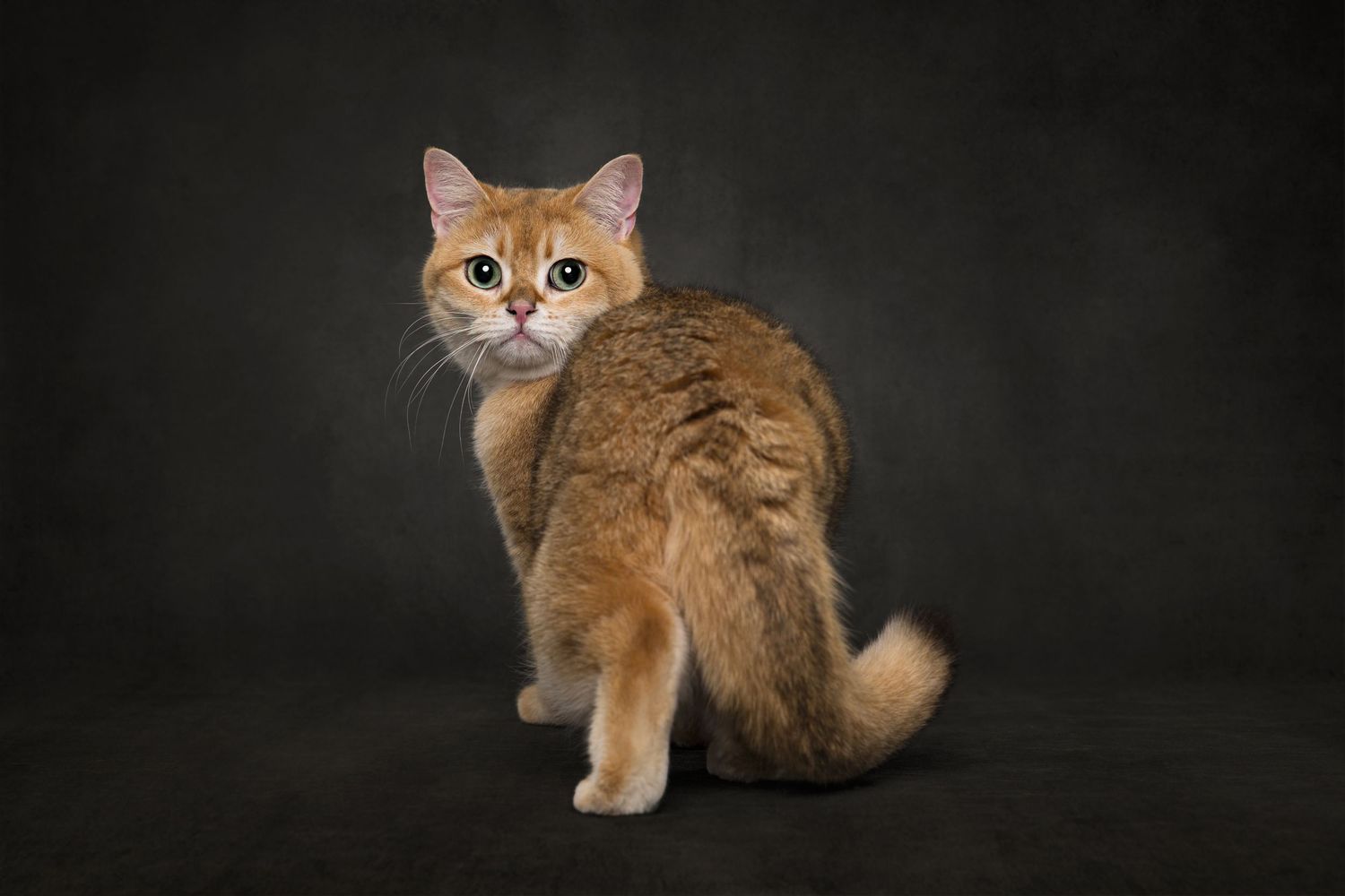 A golden British shorthair cat with round eyes shown in multiple poses against a dark background.