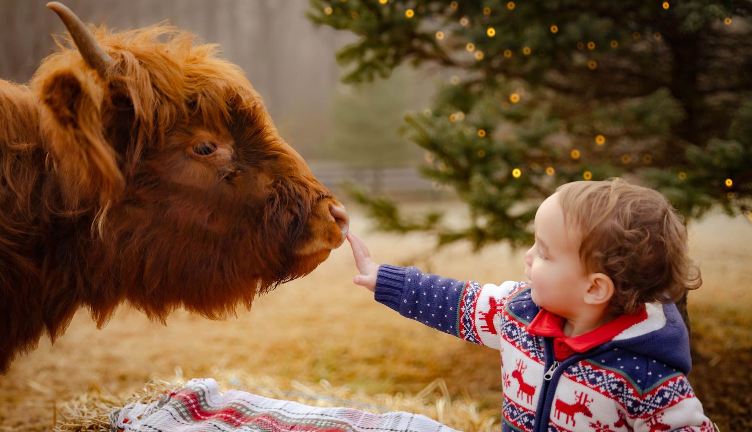 Mini cow with little boy touching his nose with his hand durning Christmas in Warrenton, Virginia
