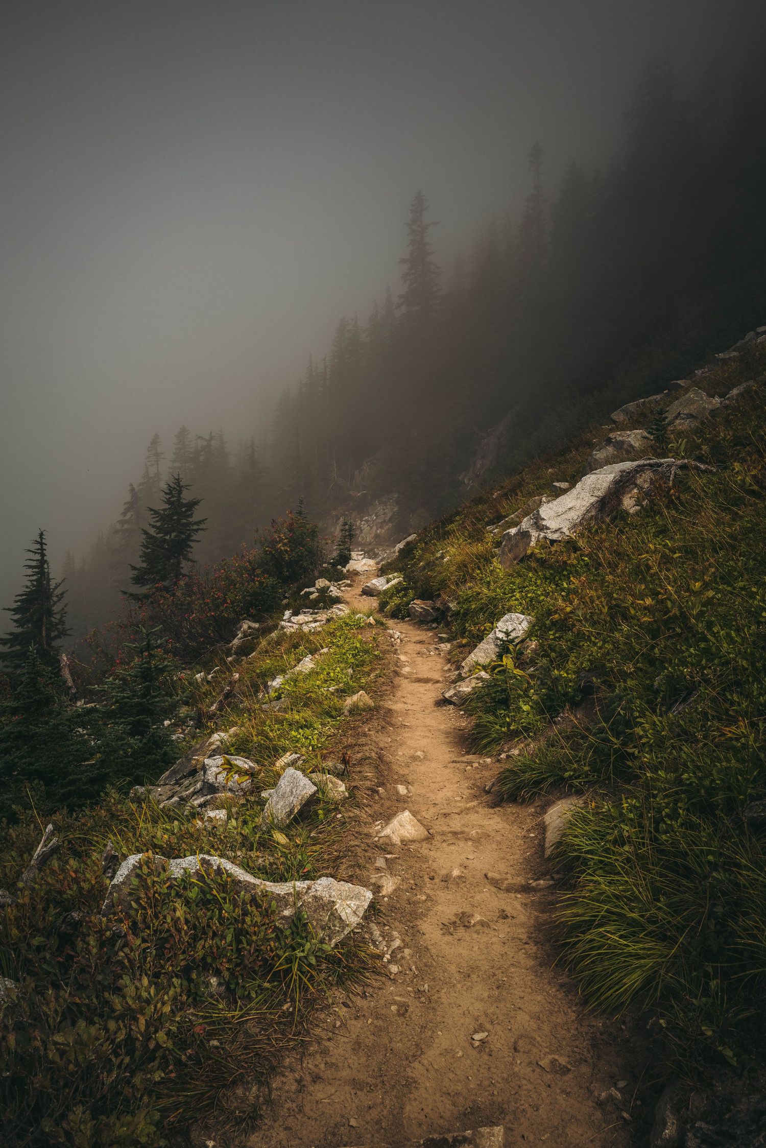 Rocky mountain hiking trail disappearing into dense fog with evergreen trees and shrubs on a misty hillside.