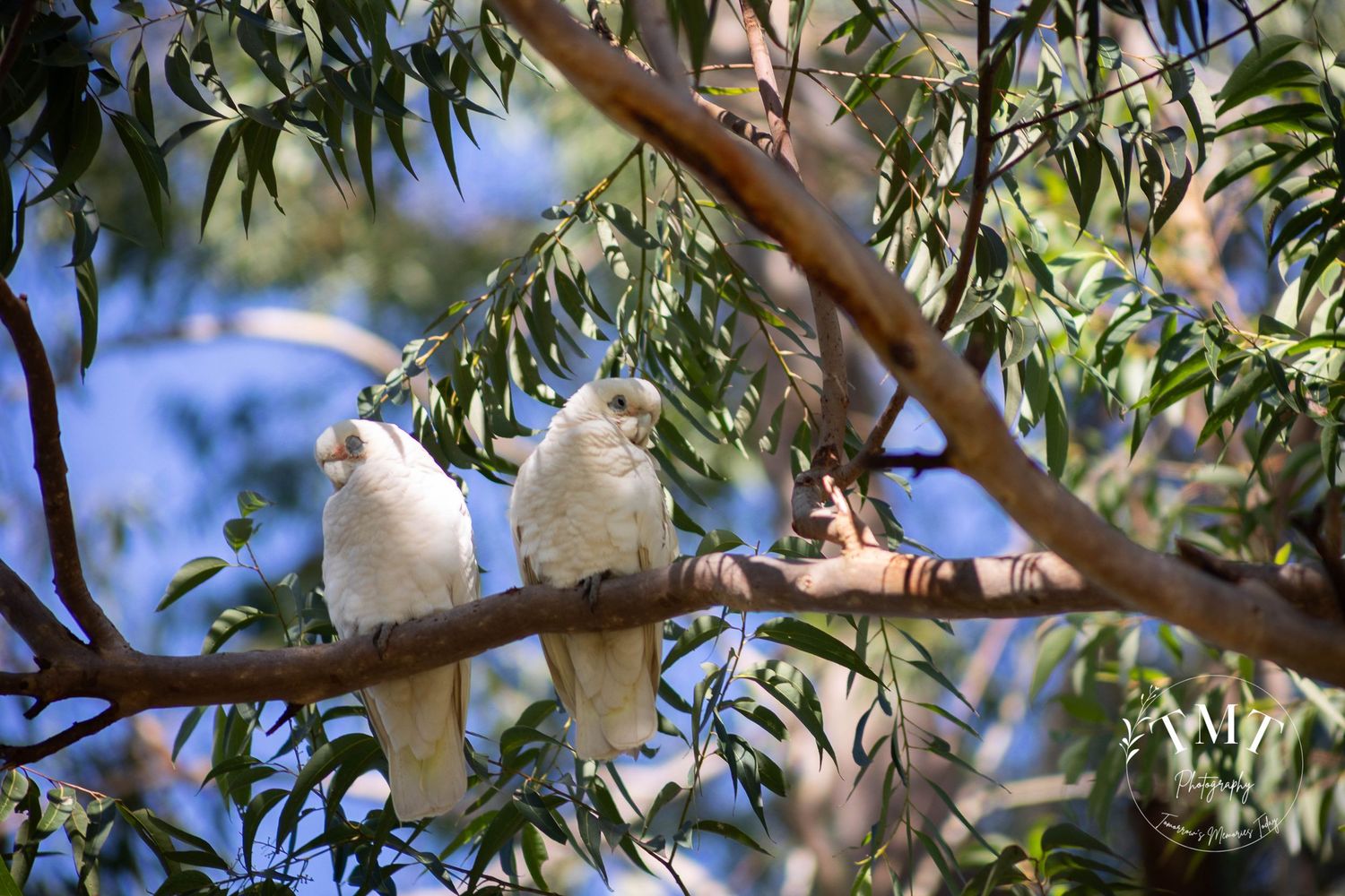 Two corellas sitting in a tree