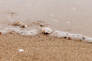 Small seashell on wet sandy beach with gentle ocean waves washing ashore.