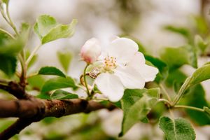 Close-up of a delicate white apple blossom with pink buds on a tree branch in spring.