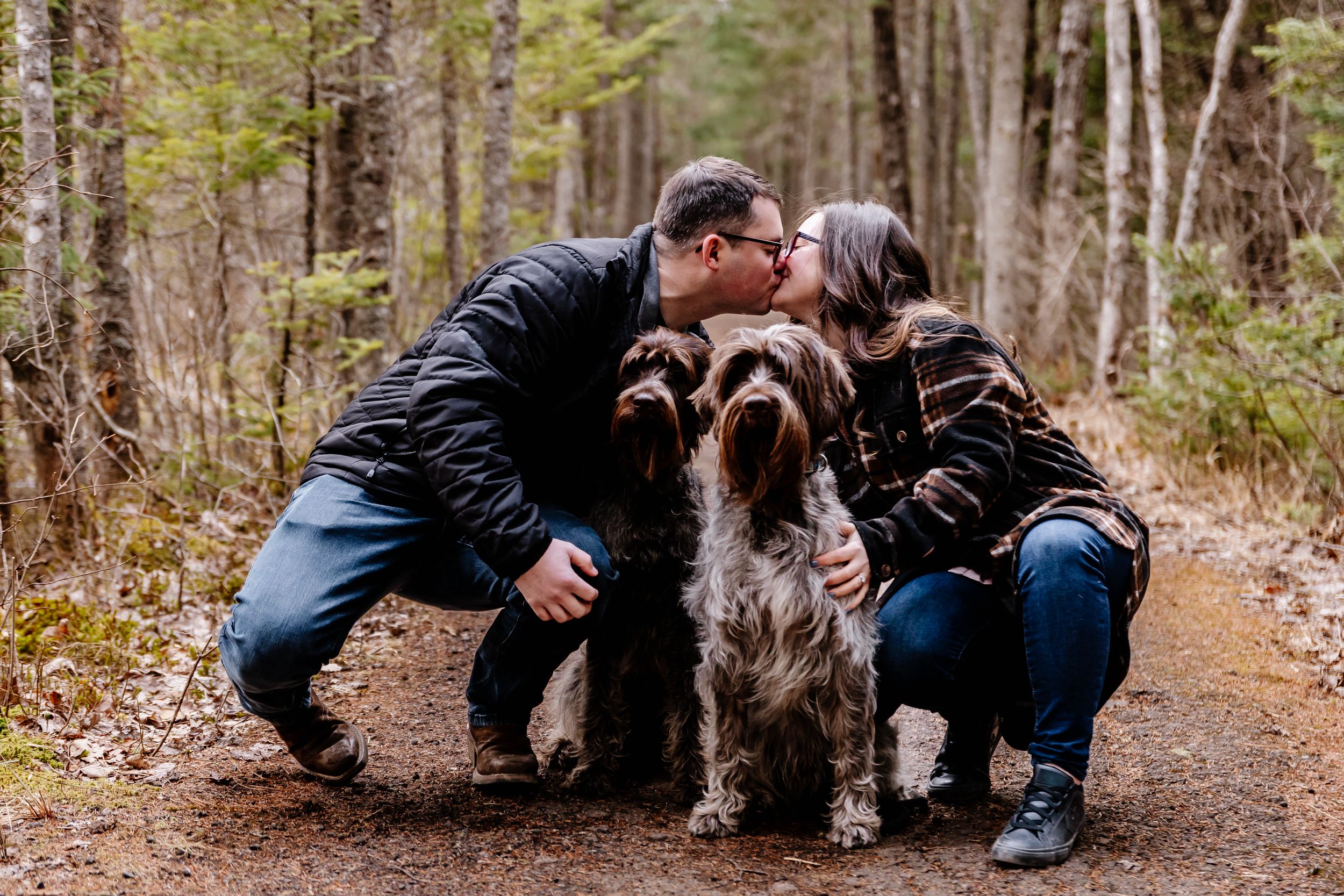 Engaged couple kissing their two wirehaired pointing griffon dogs on a woodland path.